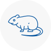 Rat Control High Wycombe