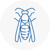 High Wycombe Wasp Nest Removal